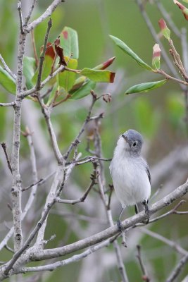 Blue Gray Gnatcatcher