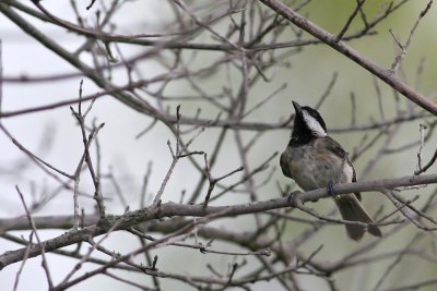 Carolina Chickadee