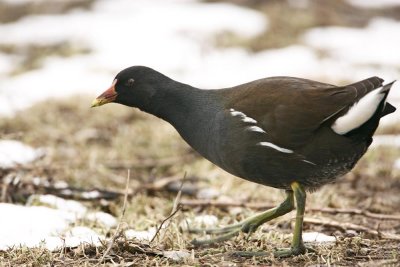 Moorhen