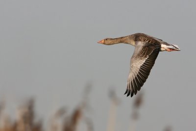 Greylag Goose