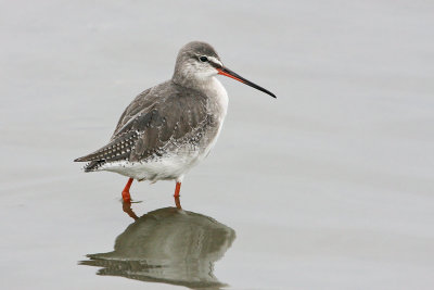 Spotted Redshank