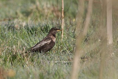 Ring Ouzel