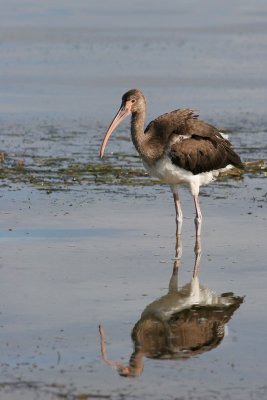 White Ibis