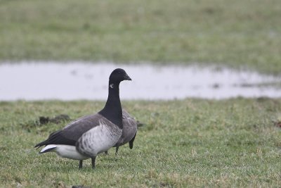 Pale-bellied Brent Goose