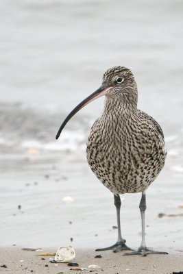 Curlew