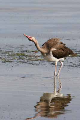 White Ibis