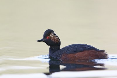 Black-necked Grebe