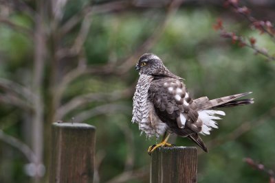 Sparrow Hawk