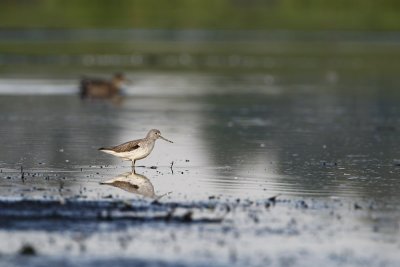 Greenshank