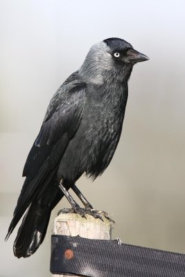 Jackdaw