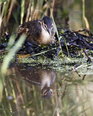 Great-crested Grebe