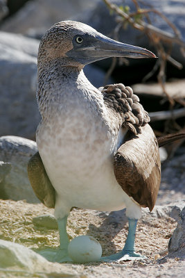 Blue-footed Booby (Espanola)