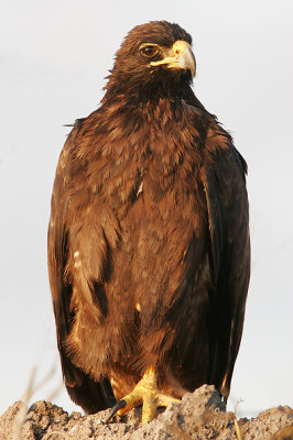 Galapagos Hawk (Punta Suarez, Espanola)
