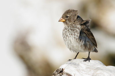 Small Ground Finch (Tortuga Bay, Santa Cruz)
