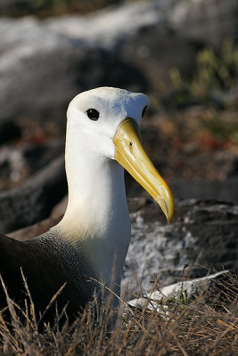 Waved Albatrosses of Galapagos