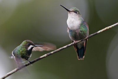 Green-crowned woodnymph+green thorntail