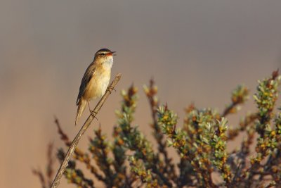 Sedge Warbler