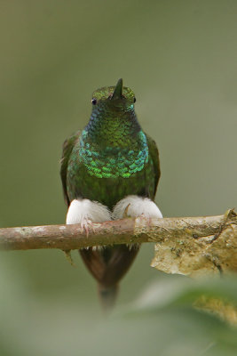 Booted Rackettail
