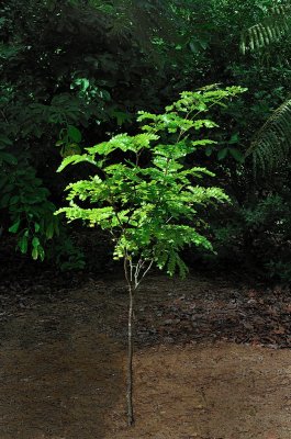 Young 'Pau Brasil' Tree