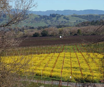 Mustard field and rolling hills behind Hop Kiln winery