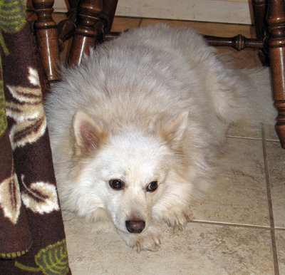 Gandolf - hoping for table scraps