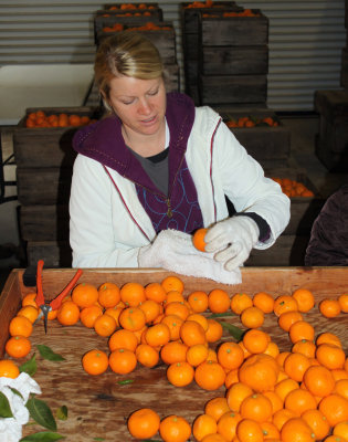 Glennda's daughter Kimberly Reese at the mandarin sorting and cleaning station