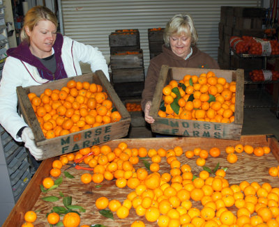 Kimberly Reese and Glennda Morse unload a couple of crates of mandarins onto the cleaning and sorting station
