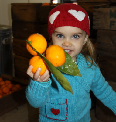 Morse Farms mandarins, Oroville, Calif., Dec. 13, 2009