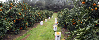 Morse Farms five acres of Satsuma Owari mandarin trees