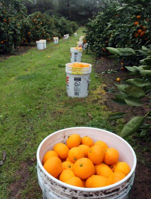 Harvest of Satsuma mandarins at Morse Farms