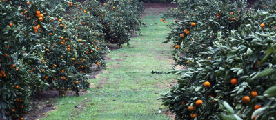 Morse Farms five acres of Satsuma Owari mandarin trees