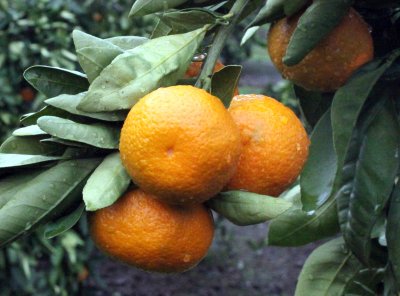 Satsuma mandarins on the tree