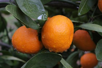 Satsuma mandarins on the tree