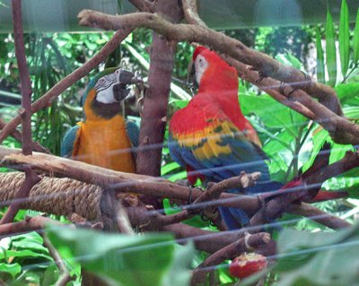 Resident parrots