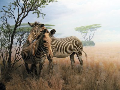 Zebra habitat
