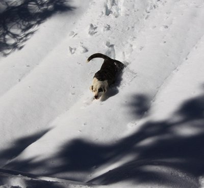 Dog from Paradise scrambles down deep-snow-covered hill