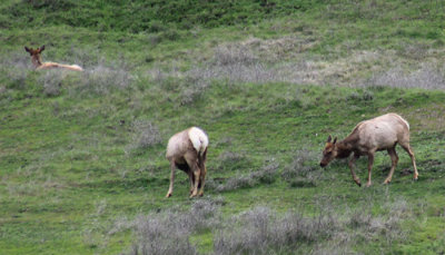 Elk along the way, between Williams and Clear Lake