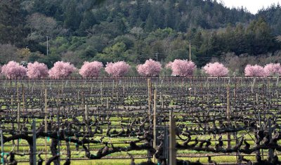 Trentadue Winery