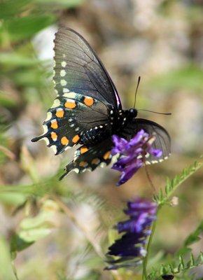 Butterfly flutters over a silver bush lupine