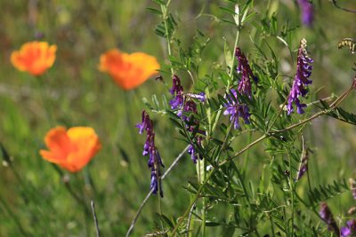 Poppies and silver bush lupines mingle