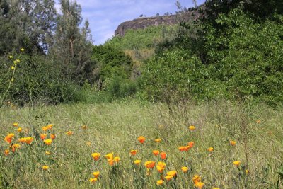 Poppies in the canyon