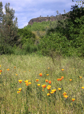 Poppies in the canyon