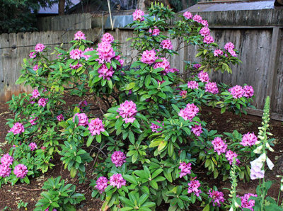 Donna's rhodendron, Magalia, CA