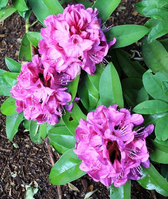 Donna's rhodendron