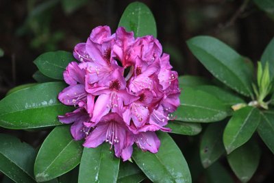 Donna's rhodendron