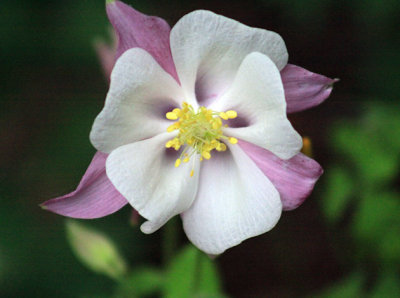 Columbine