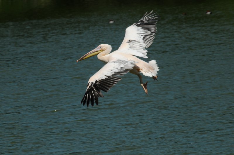 DSC_4177.jpg