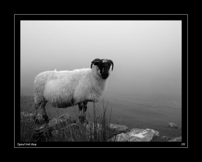 typical irish sheep.jpg
