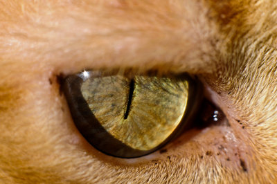 Macro animaux / Close up animals