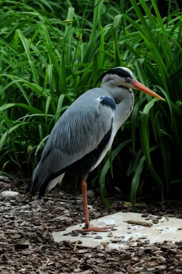 DSC_3987.jpg